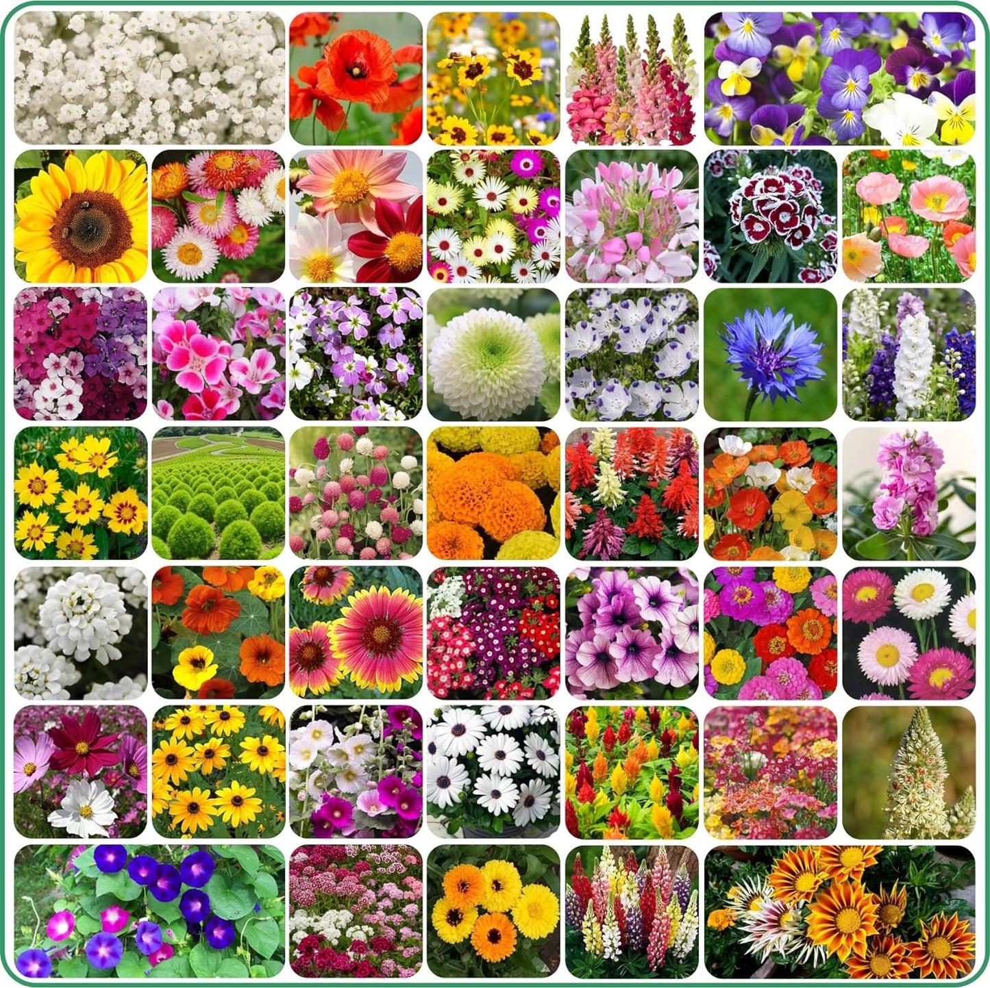 Flower Seeds - Different Varieties