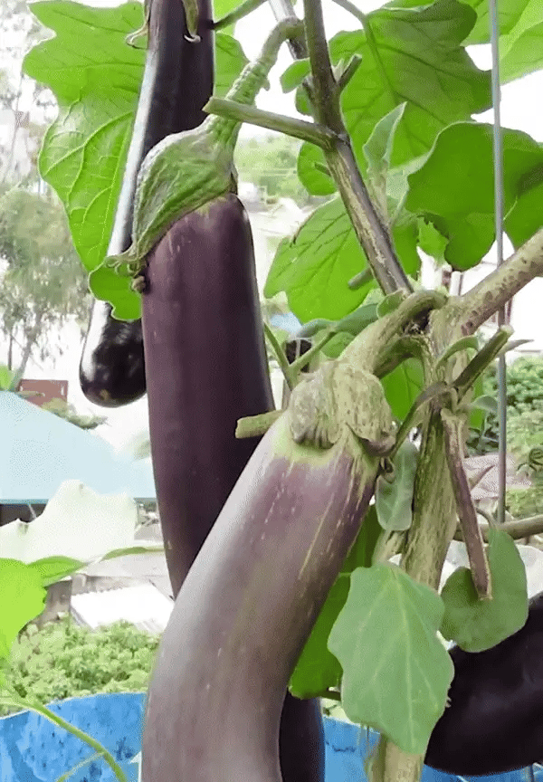 Vegetable Seeds Pack - Different Variety Packs