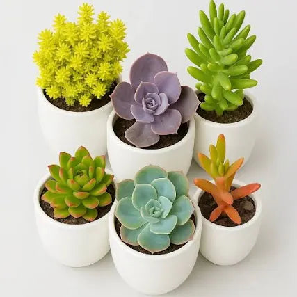 Live Succulent Plants - 6 piece - Bare Rooted (without soil & pot)