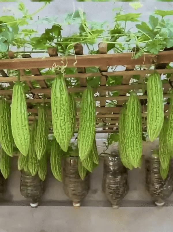 Vegetable Seeds Pack - Different Variety Packs