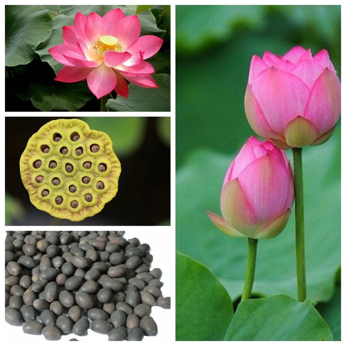 Lotus Flower Seeds - For Positivity and Good Luck