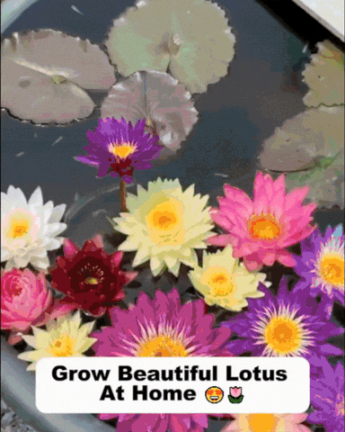Lotus Flower Seeds - For Positivity and Good Luck