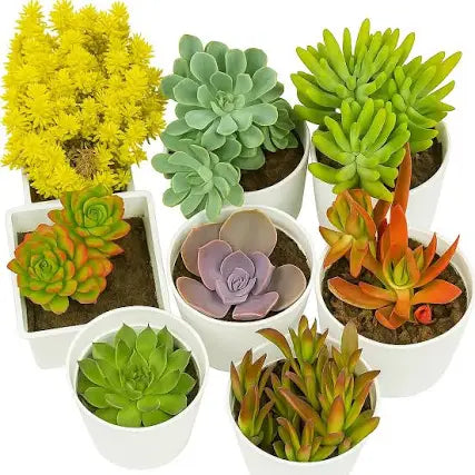 Live Succulent Plants - 8 piece - Bare Rooted (without soil & pot)
